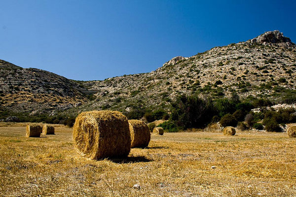 Cypr (Dystrykt Limassol) | Grecka bogini Afrodyta pokochała tę cudowną i zawsze zieloną wyspę